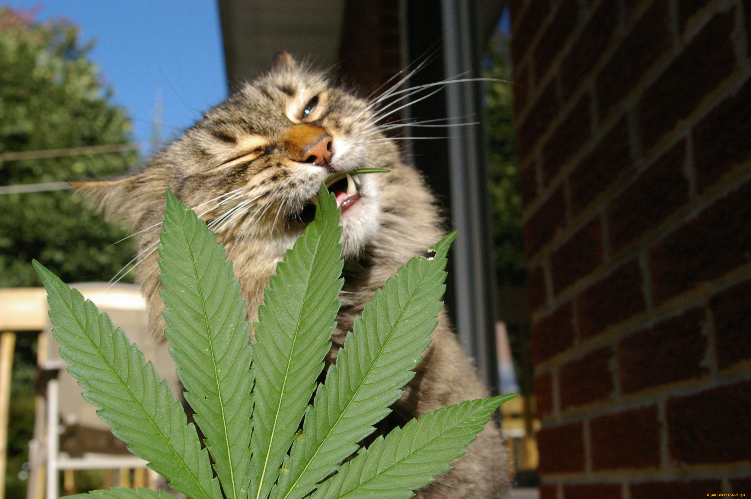 кот съел марихуану